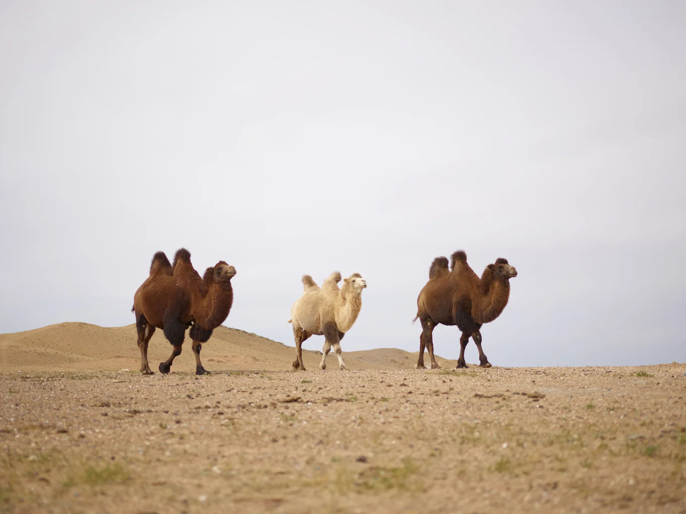 Four camels walking on a desert landscape.