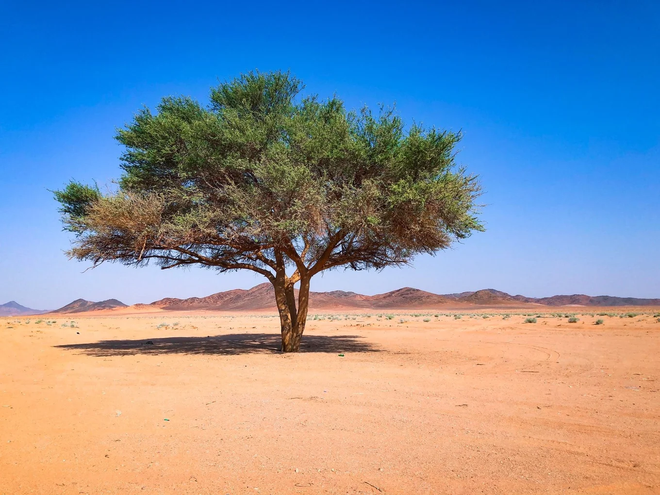 Single tree in a desert, blue sky, distant hills.